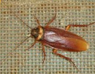 American Cockroach Treatment Redcliffe