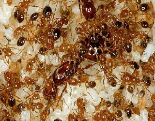 ANT TREATMENT