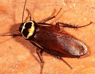 Cockroach Treatment Redcliffe