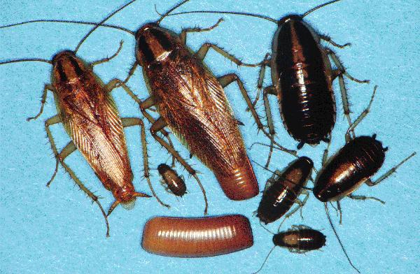 German Cockroach Treatment Redcliffe