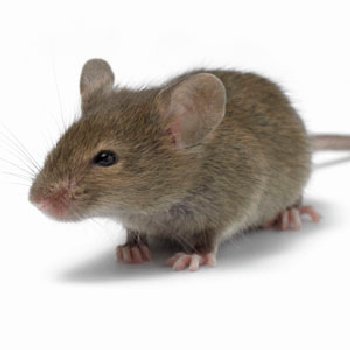 Mouse Exterminator