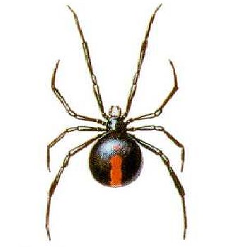 Spider Treatment