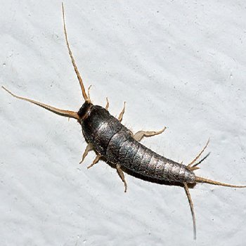 Redcliffe Commercial Pest Control