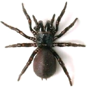 Spider Treatment